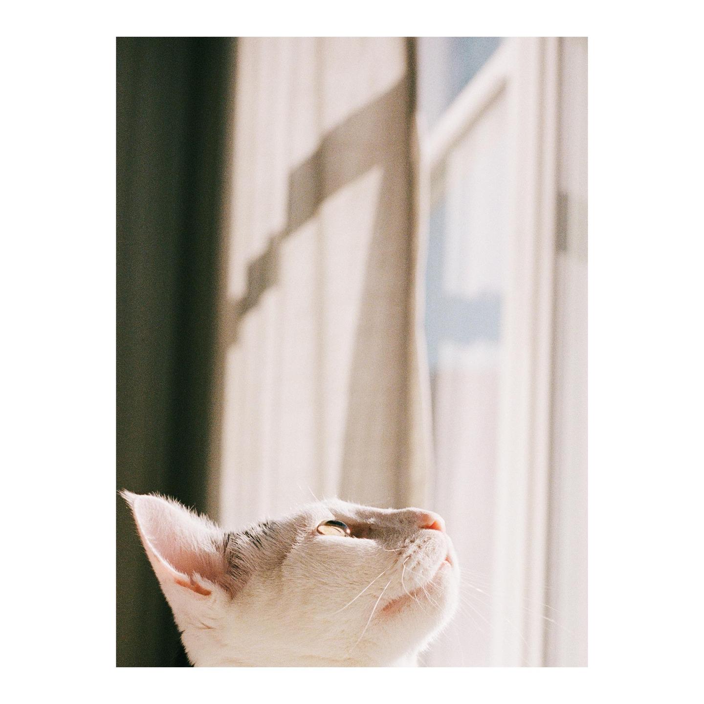 A cat looks up towards a window with curtains and shadows.