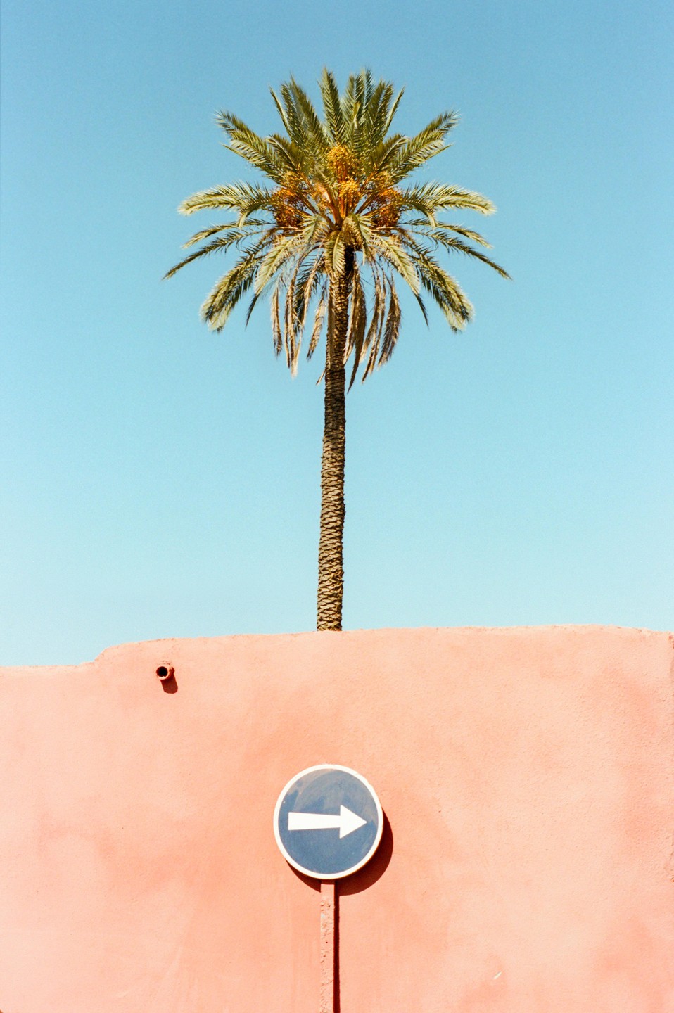 A palm tree stands tall against a clear blue sky, with a pink wall and a blue arrow sign in the foreground.