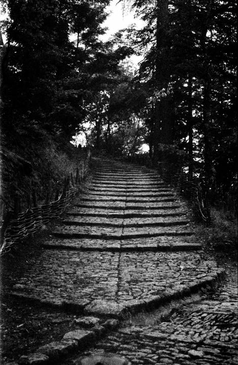 A long, steep stone staircase ascends through a dense forest.