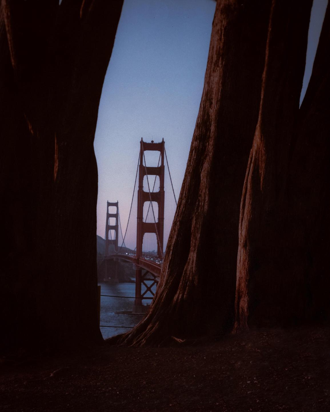 The Golden Gate Bridge is visible through a gap between two large tree trunks.