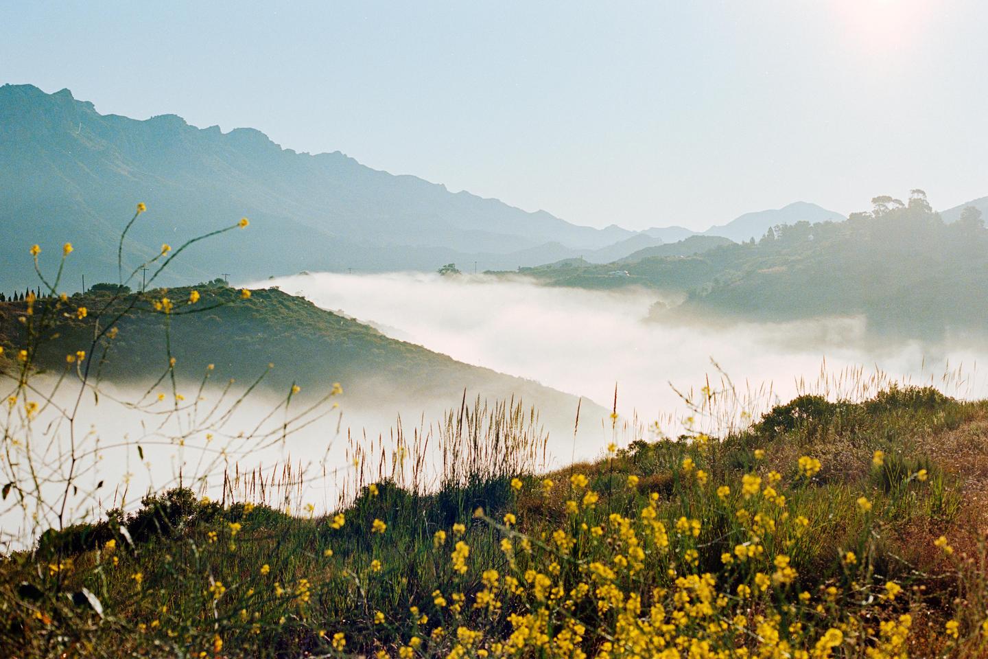 Yellow wildflowers grow on a hillside overlooking a valley filled with fog and surrounded by mountains.