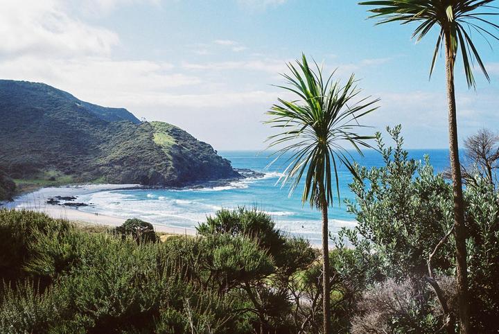 A bay with a sandy beach and green hills is seen from above, with palm trees and other foliage in the foreground.