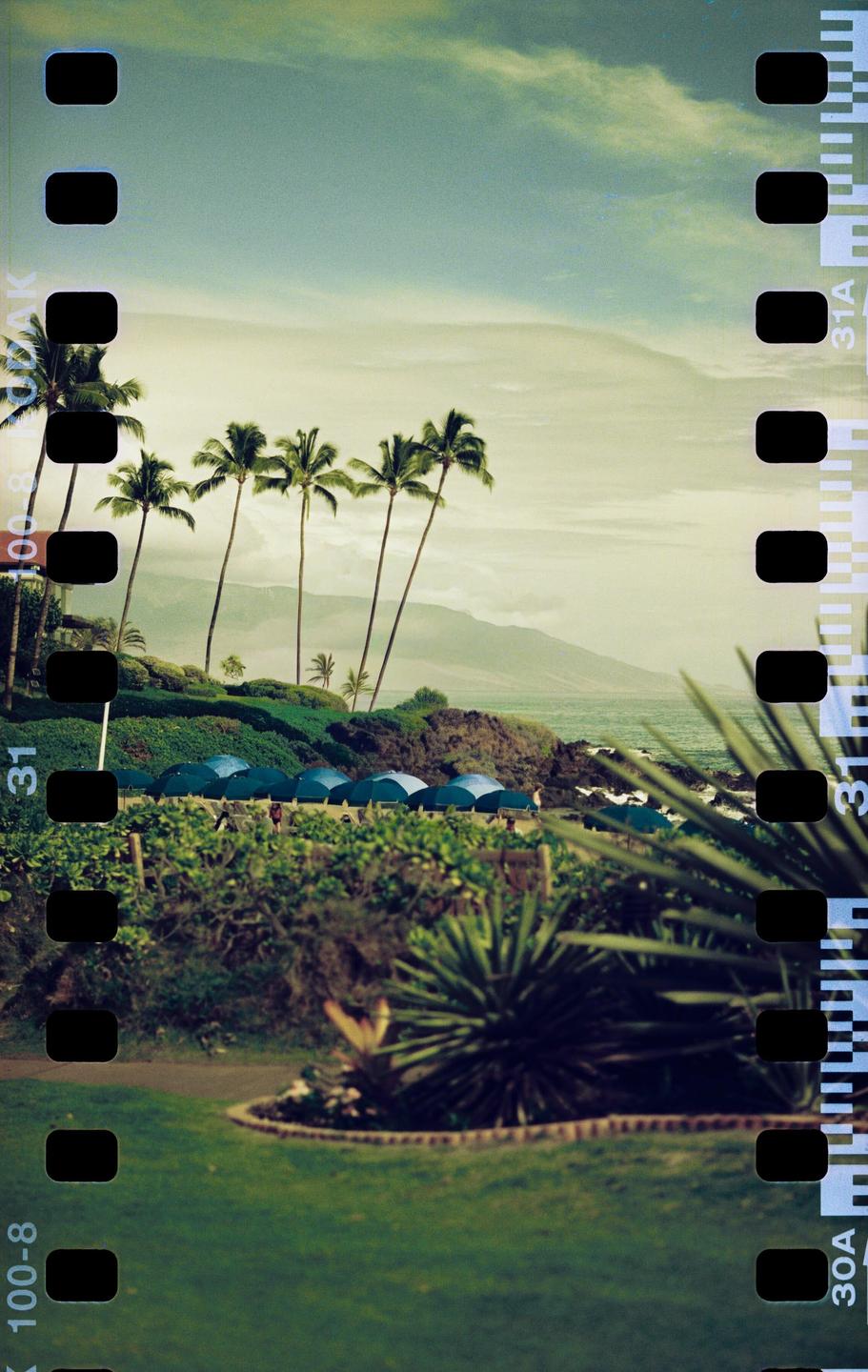 Palm trees stand tall over a rocky coastline with blue umbrellas and mountains in the distance.