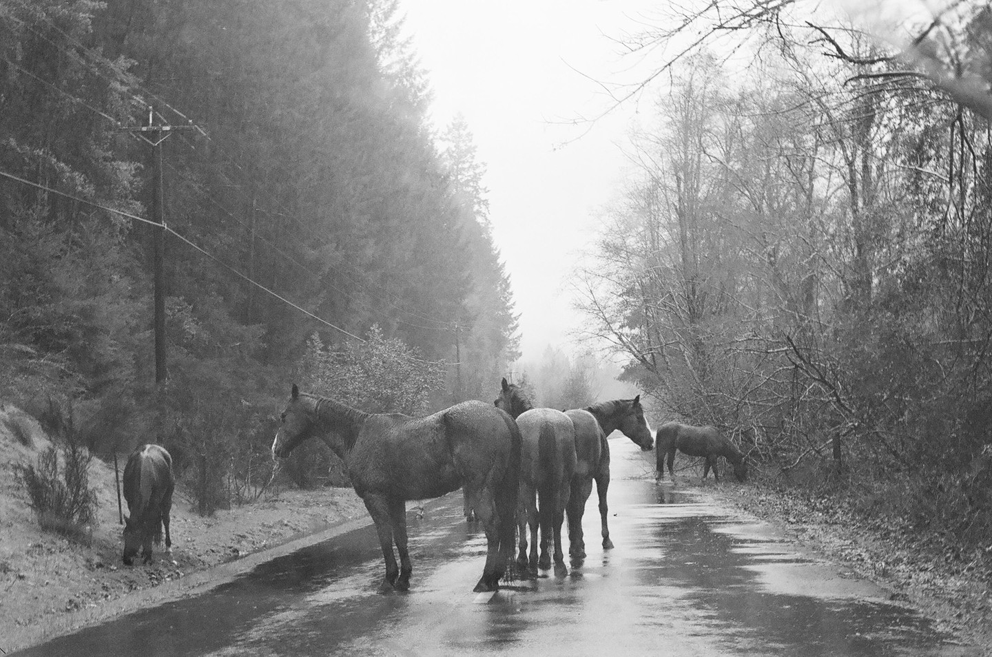 Several horses stand on a wet road next to a forest on a hazy day.