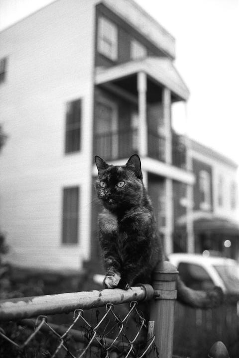 A tortoiseshell cat sits on a chain link fence with a house in the background.
