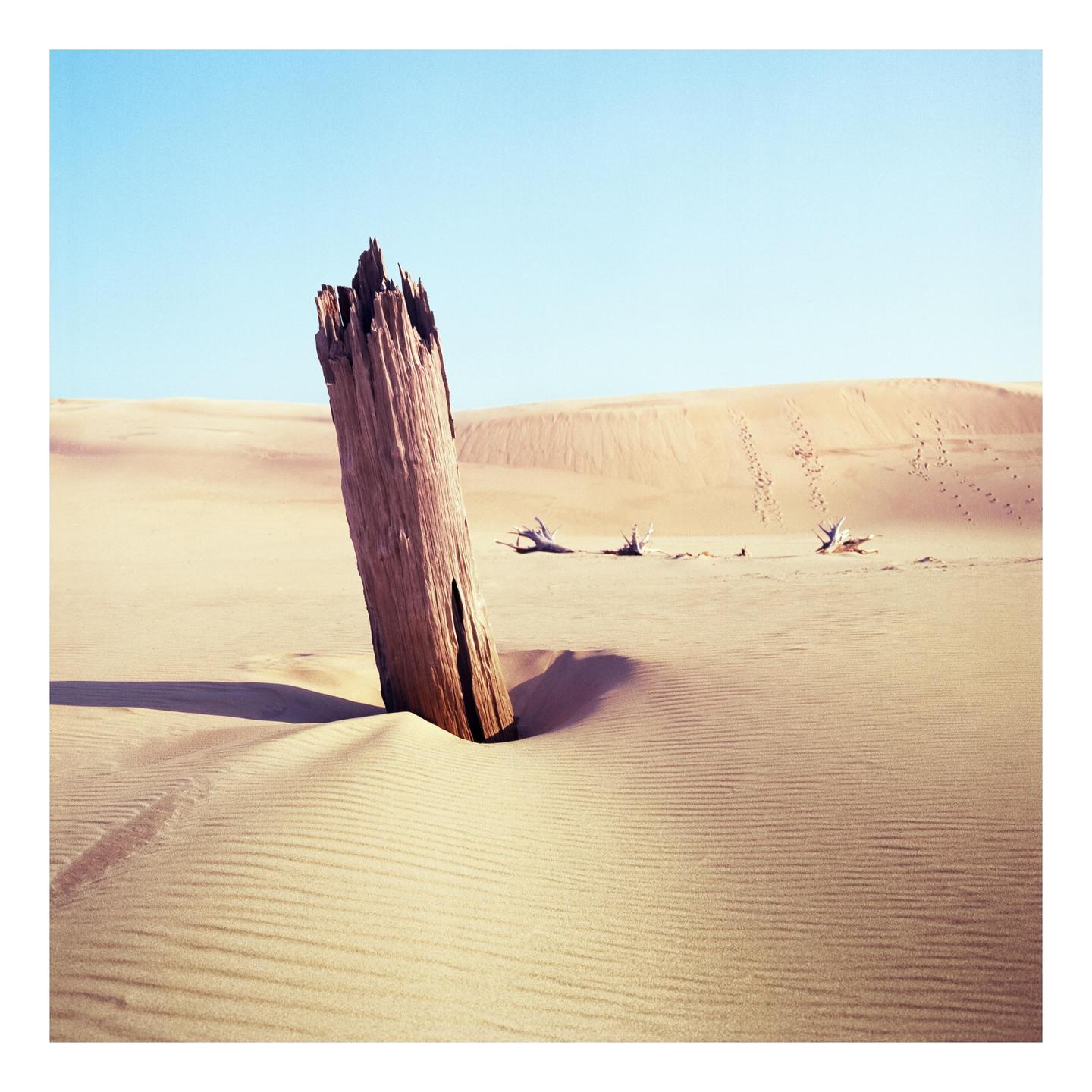 A large piece of driftwood stands upright in a desert landscape with sand dunes and a clear sky.