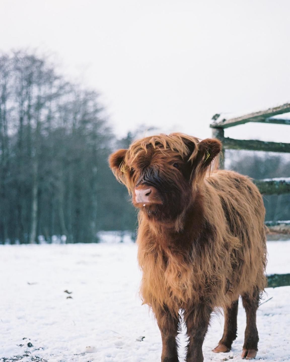 A shaggy brown calf stands in a snowy field with a wooden fence and trees in the background.