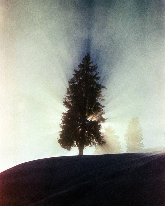 Sunlight streams through a silhouetted pine tree on a hill.