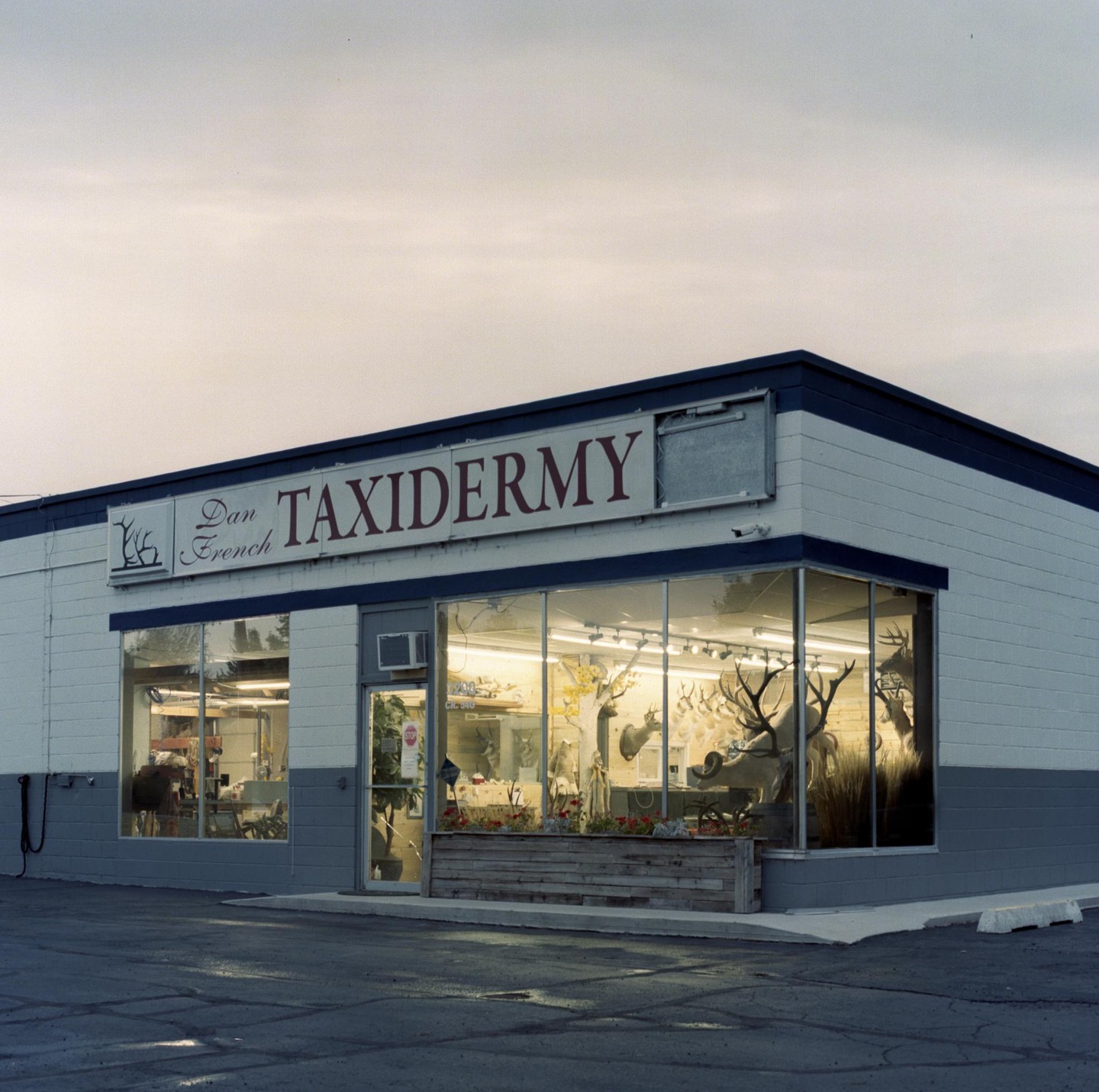 A taxidermy shop with a large display window is illuminated from within at dusk.