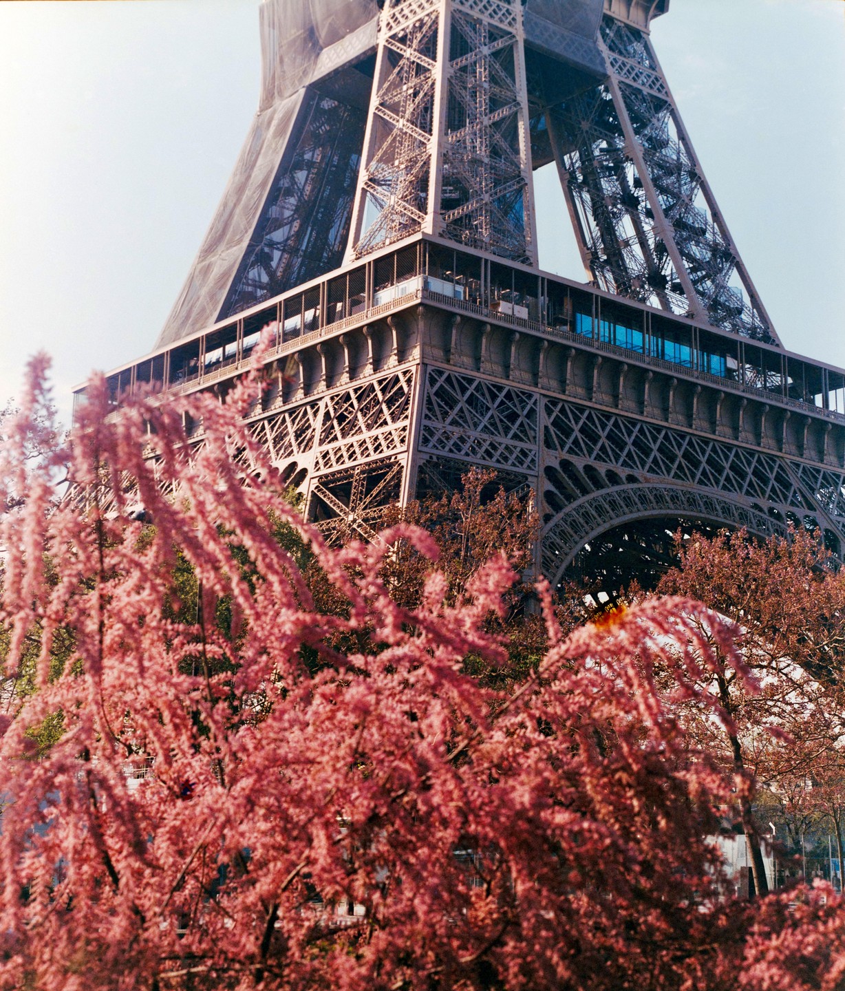 The Eiffel Tower is partially obscured by pink blossoms in the foreground.
