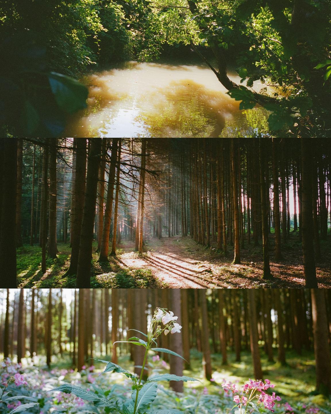 Three images are stacked vertically, with the top image showing a body of water surrounded by lush green foliage, the middle image depicting a sunlit forest path with long shadows, and the bottom image featuring a close-up of white and pink flowers in a forest setting.