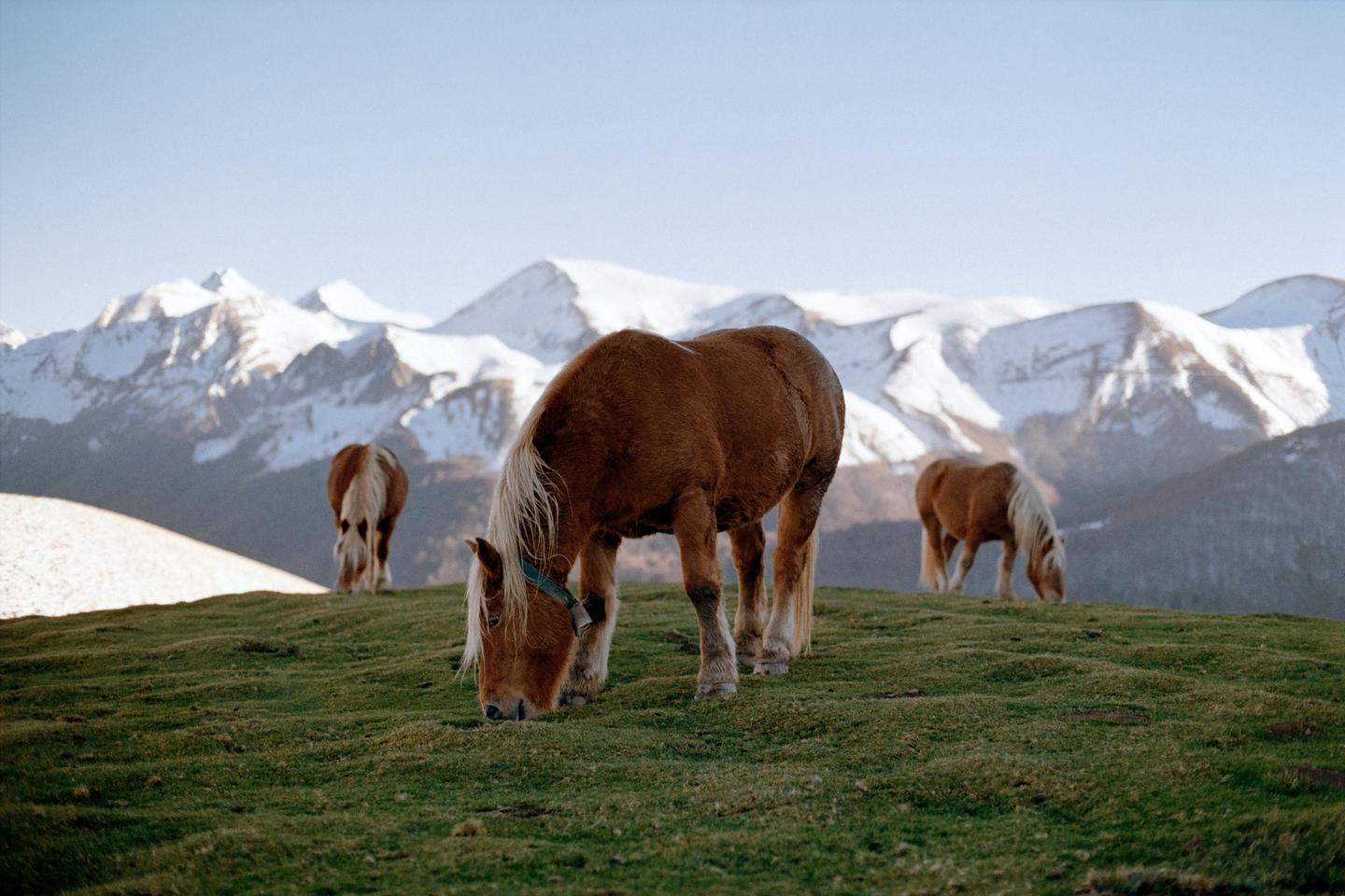 Three horses graze on a grassy hill with snow-capped mountains in the background.