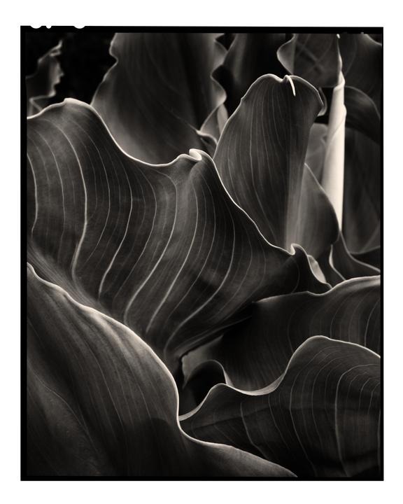 A close-up, monochrome shot shows the wavy leaves of a calla lily.