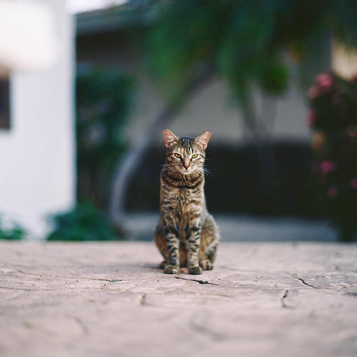 A tabby cat sits on a stone patio looking directly at the viewer.