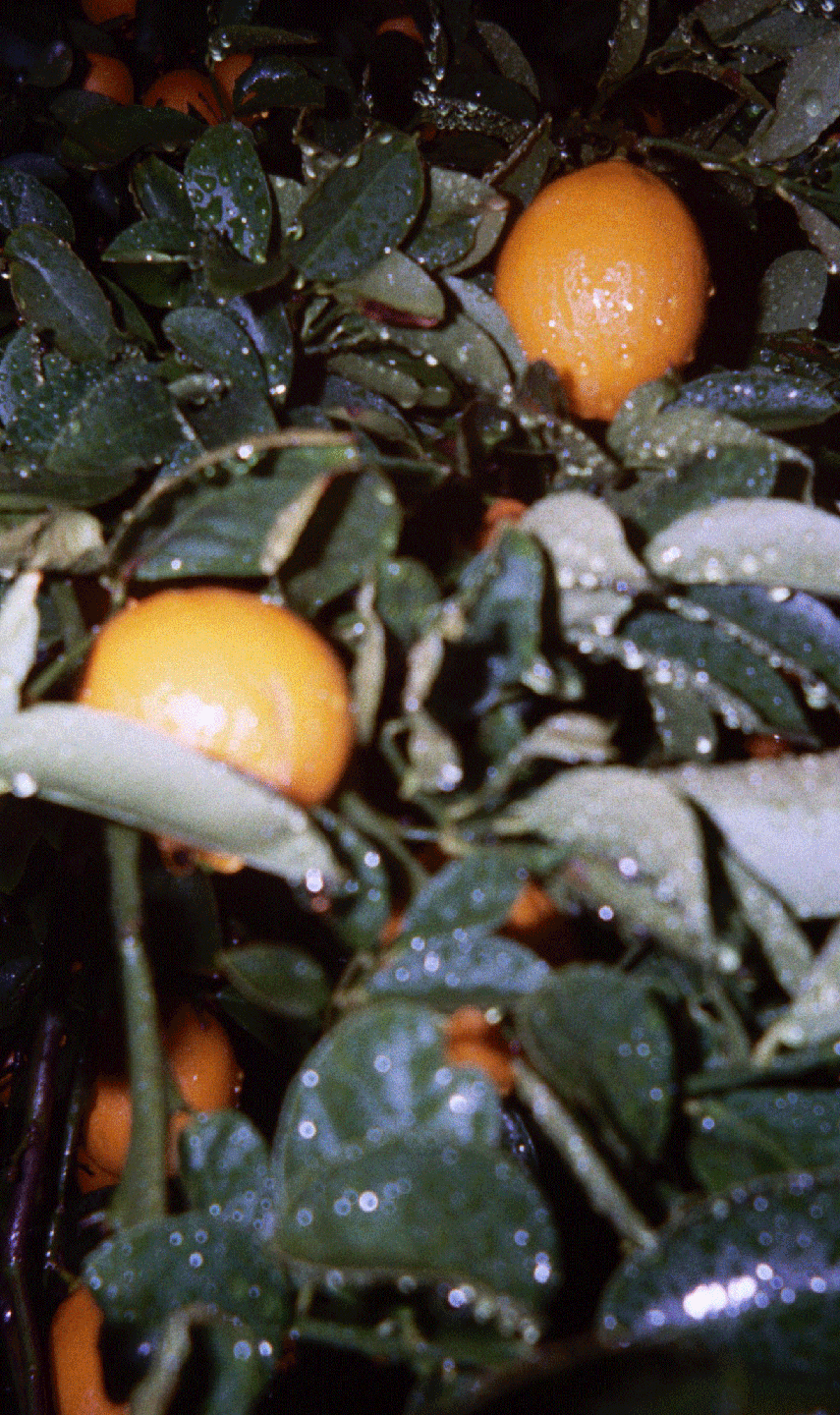 Two lemons are visible among green leaves covered in water droplets.