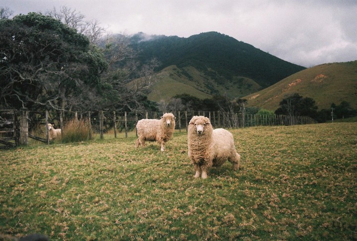 Three sheep stand in a grassy field with a fence and mountains in the background.