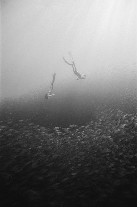 Two people with fins swim above a large school of fish in the ocean.