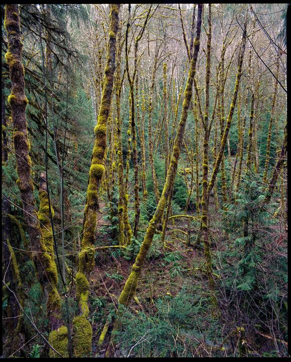 A dense forest is filled with moss-covered trees and green undergrowth.