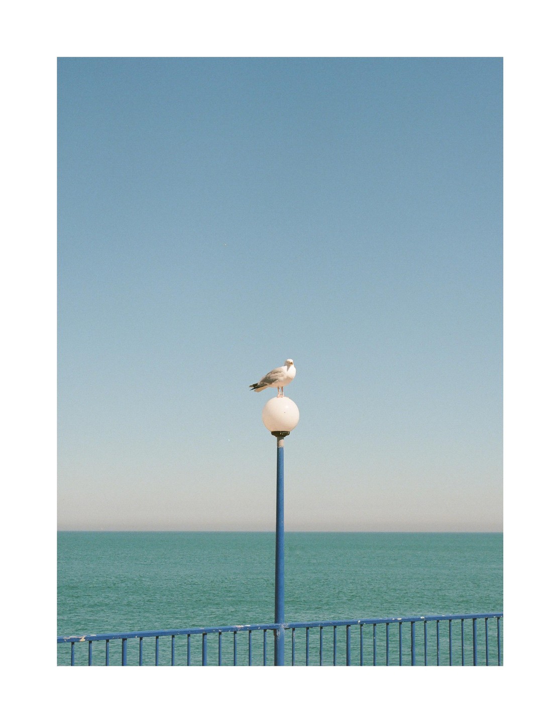 A seagull perches atop a streetlamp overlooking the ocean.