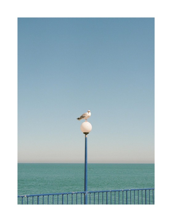 A seagull perches atop a streetlamp overlooking the ocean.