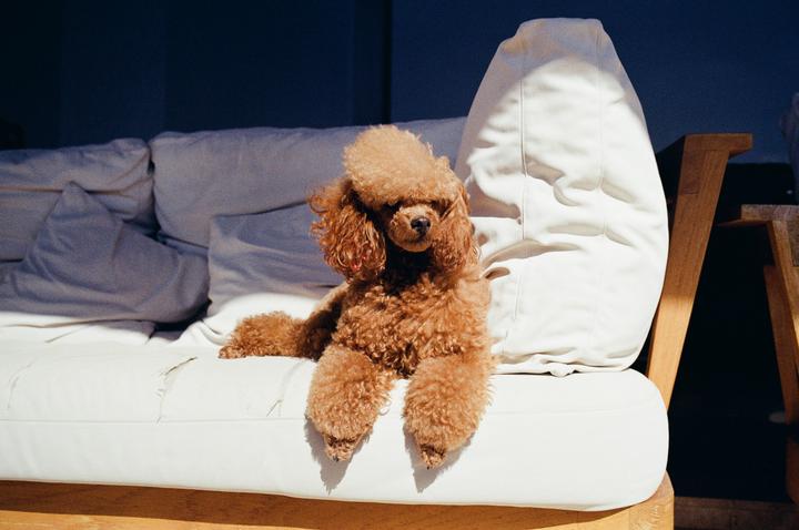 A brown poodle sits on a white sofa in a sunlit room.