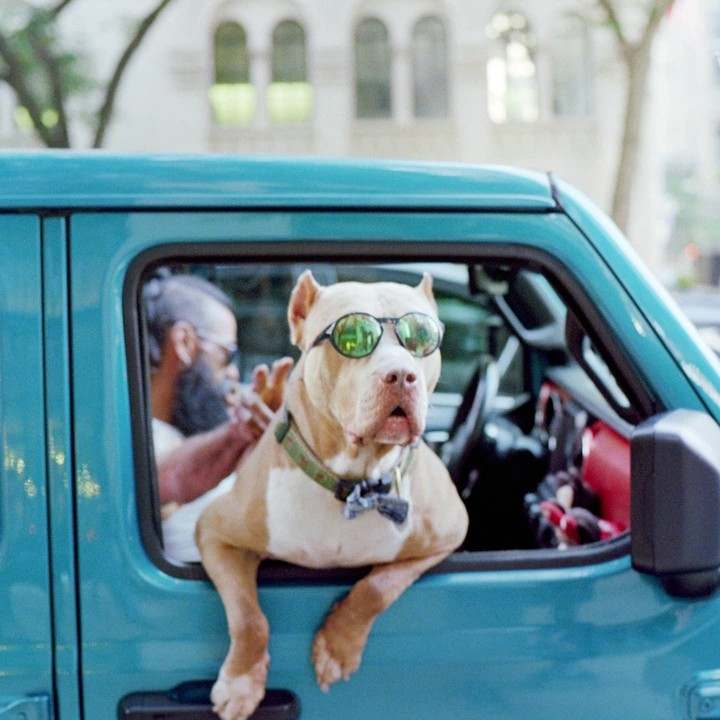 A dog wearing sunglasses and a bow tie leans out the window of a teal car, with a man visible in the driver's seat.