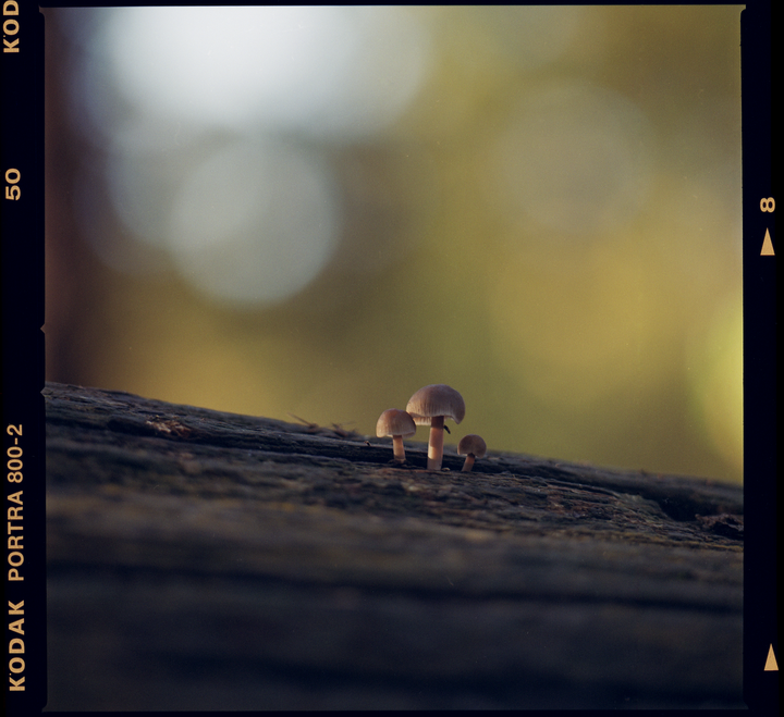 Three small mushrooms grow on a log with a bright, out-of-focus background.