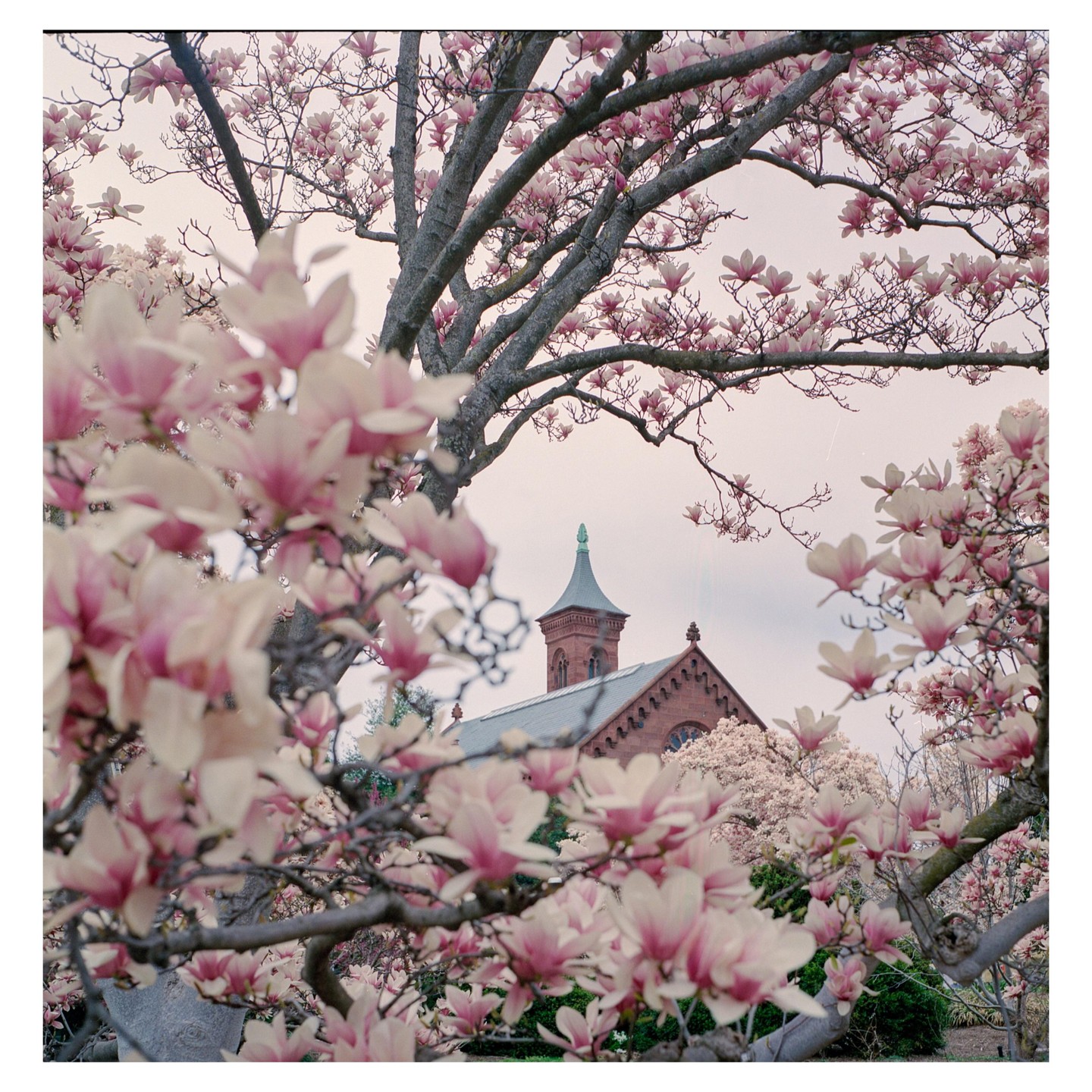 A red brick building with a green spire is framed by pink magnolia blossoms.