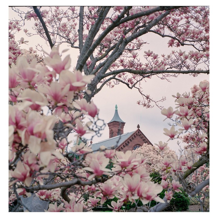 A red brick building with a green spire is framed by pink magnolia blossoms.