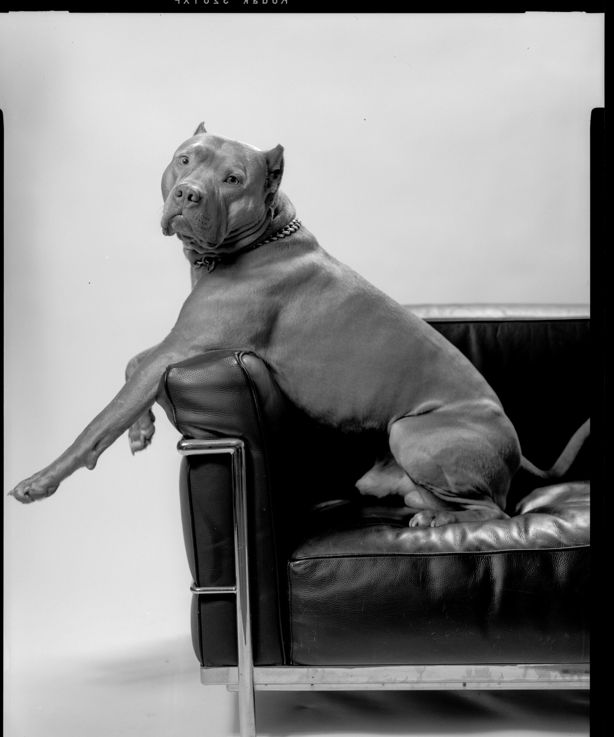 A dog sits on a black leather armchair with one leg hanging over the armrest.