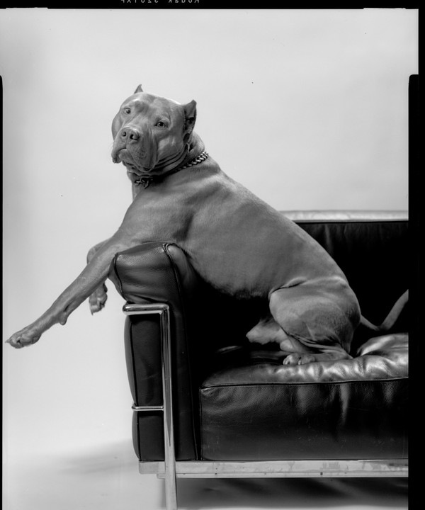 A dog sits on a black leather armchair with one leg hanging over the armrest.