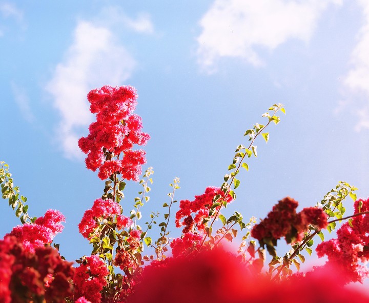 Red bougainvillea flowers are visible against a bright blue sky with white clouds.