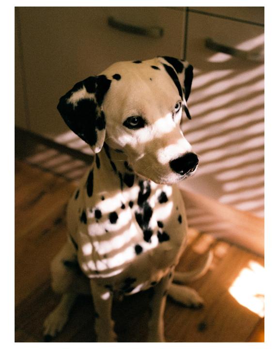 A dalmatian dog sits on a wooden floor with striped shadows cast upon it.