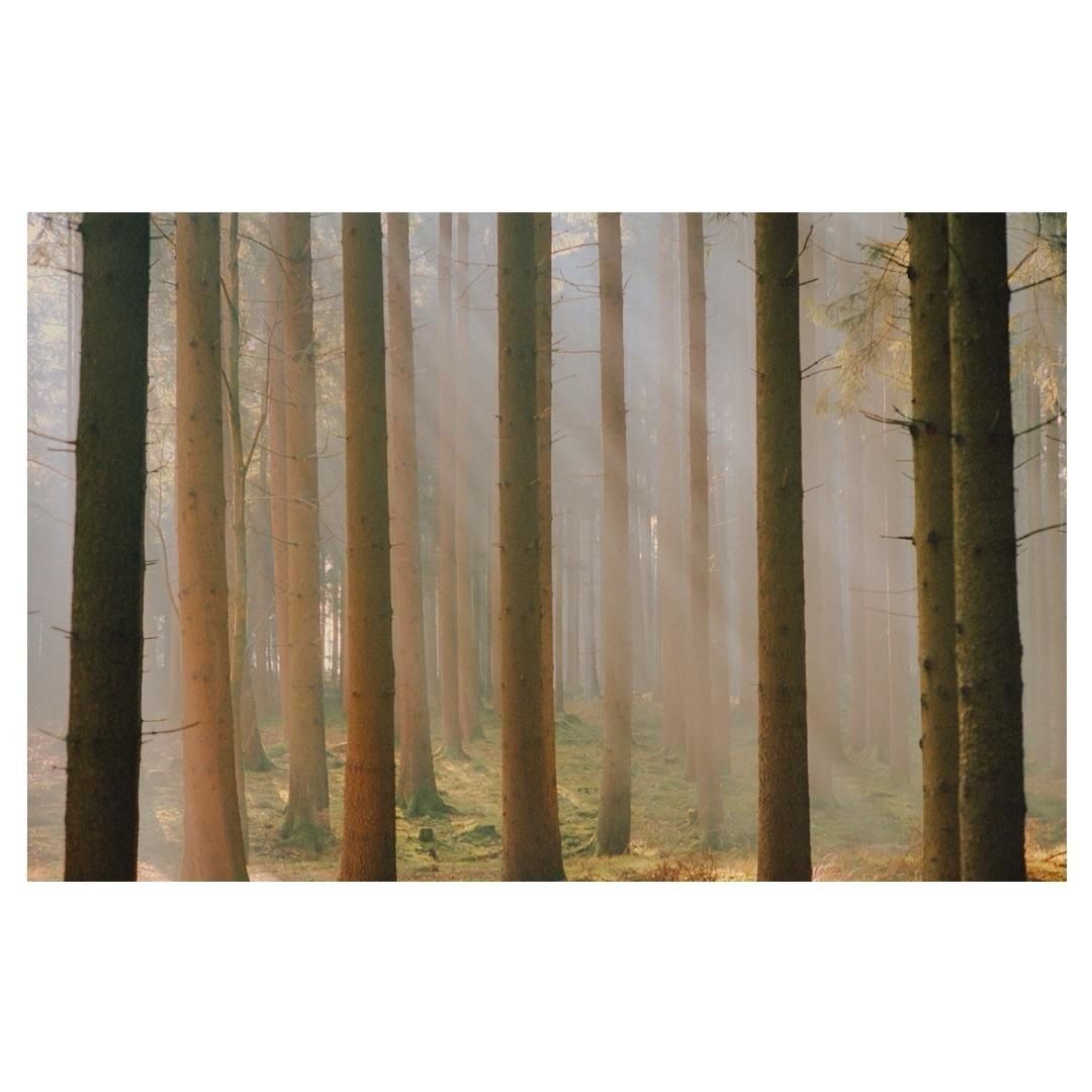 Sunlight streams through a hazy forest of tall, slender trees with mossy ground.