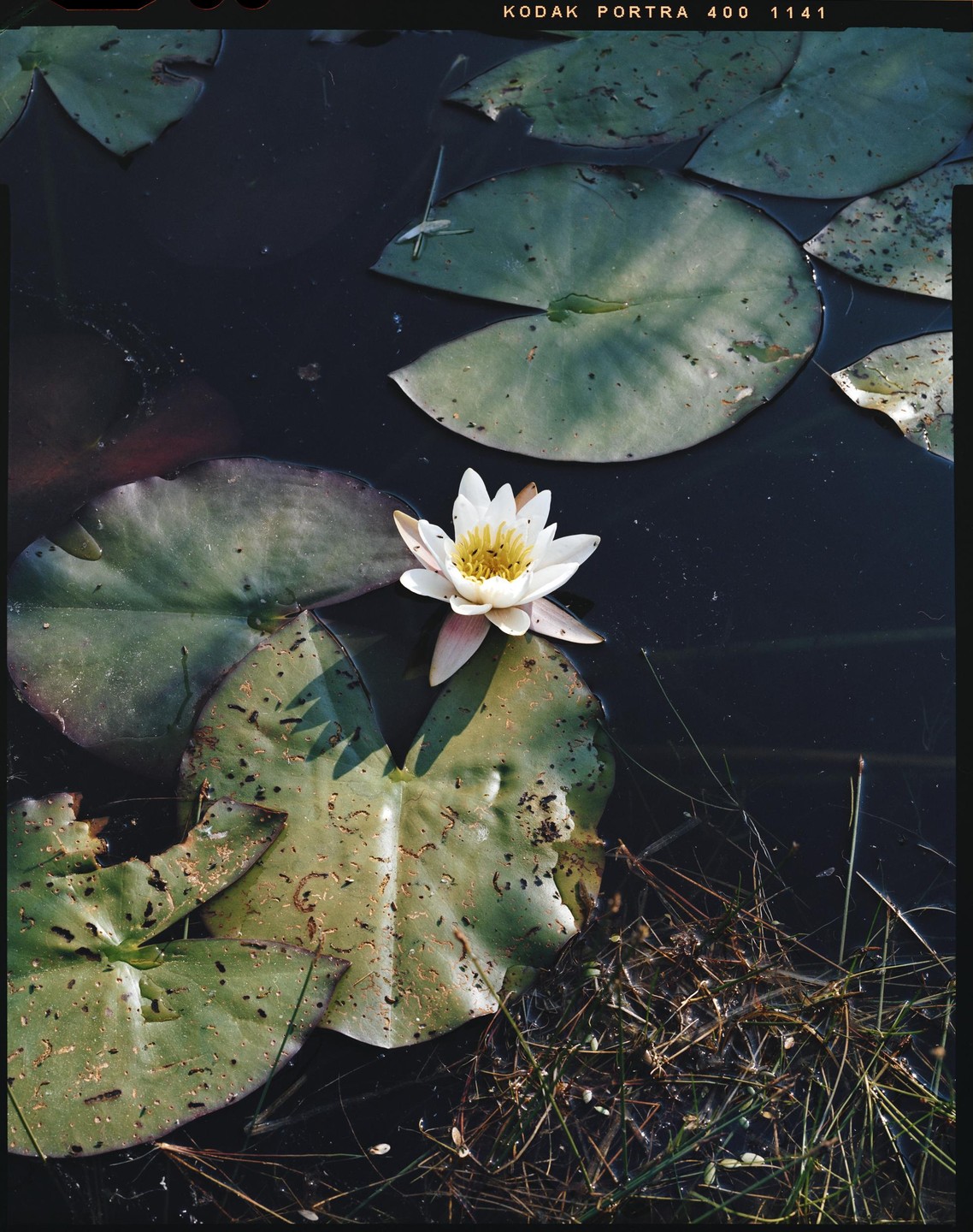A white water lily floats on dark water surrounded by lily pads and some grass.