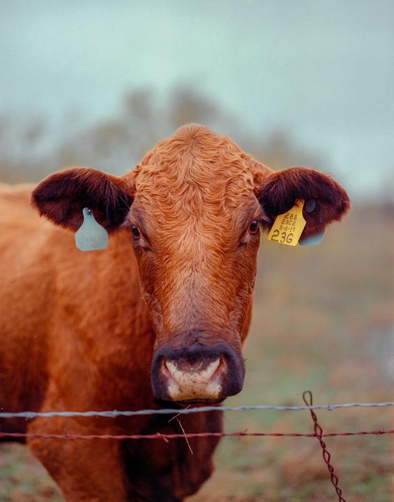 A brown cow with ear tags looks directly at the viewer from behind a barbed wire fence.