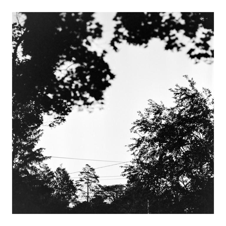 Silhouetted trees and power lines are visible against a bright sky.