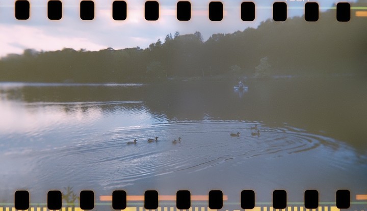 A group of ducks swims in a lake with a boat and trees in the background.