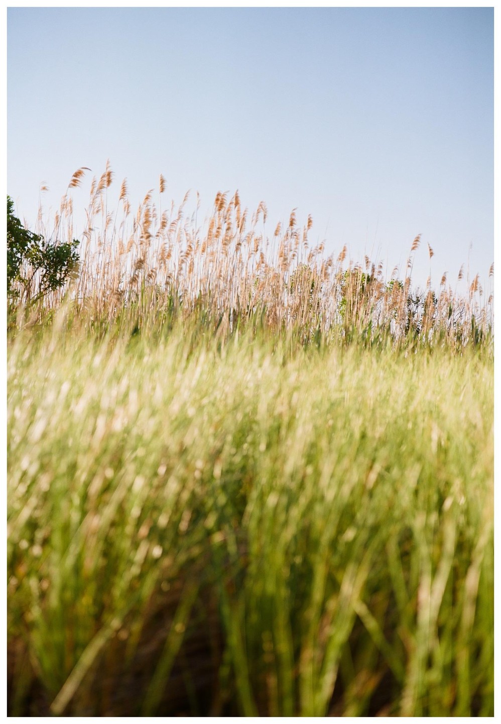 Tall green and brown grass fills the frame under a clear sky.