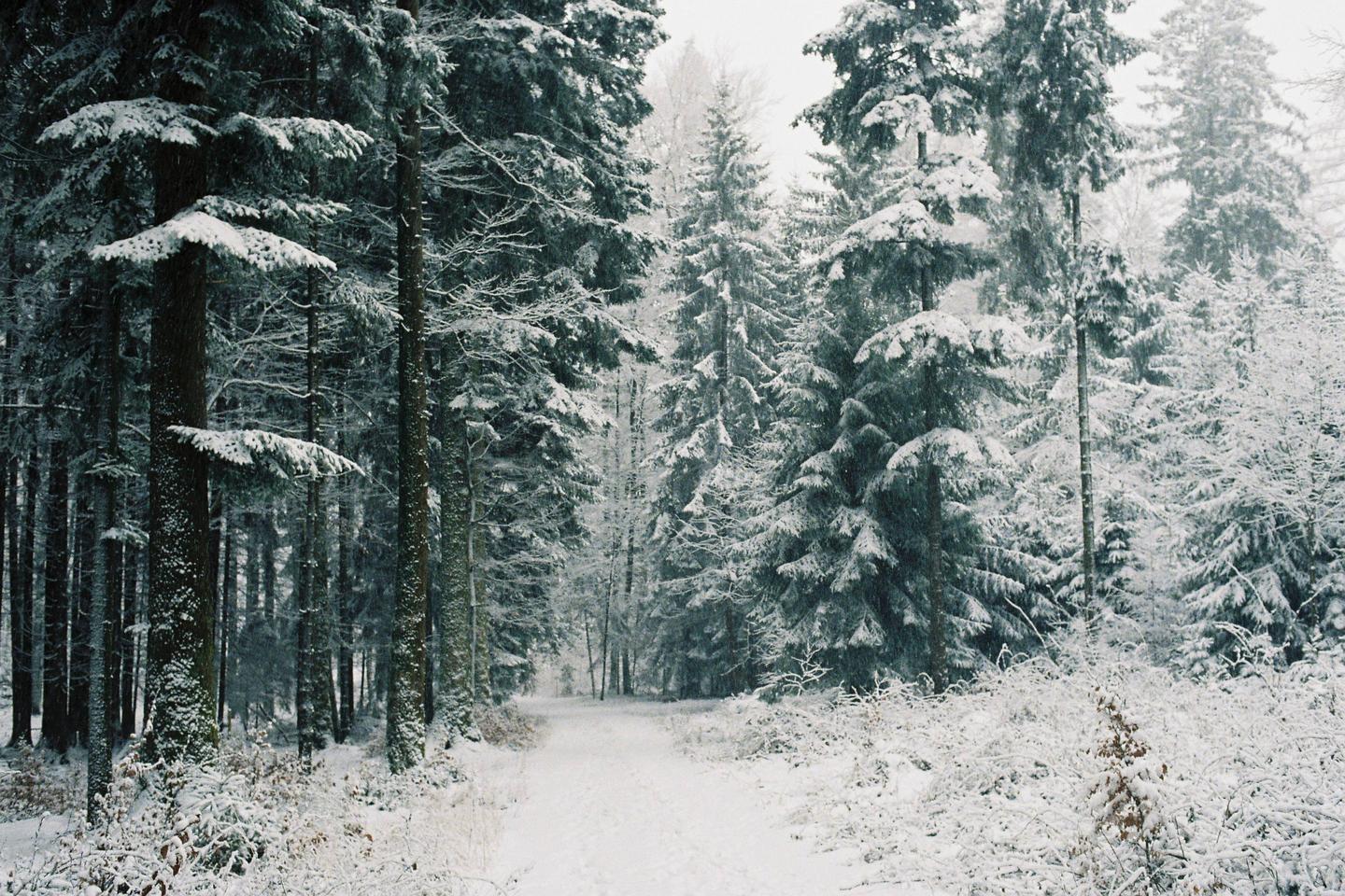 A snow-covered path leads through a dense forest of pine trees.
