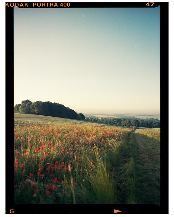 A narrow path runs through a field of red poppies and green grass towards a distant forest under a clear sky.