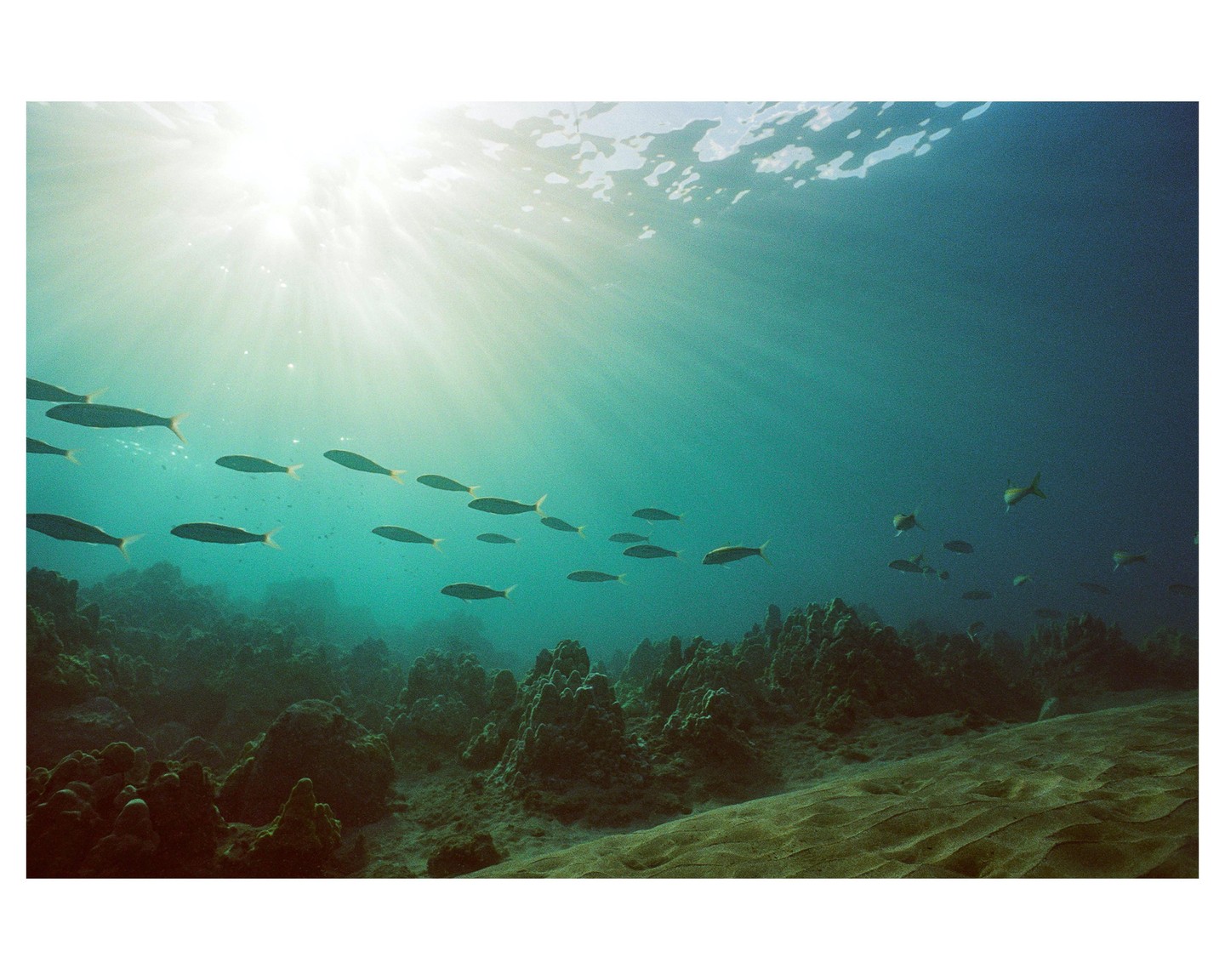 A school of fish swims above a coral reef with sun rays shining through the water.