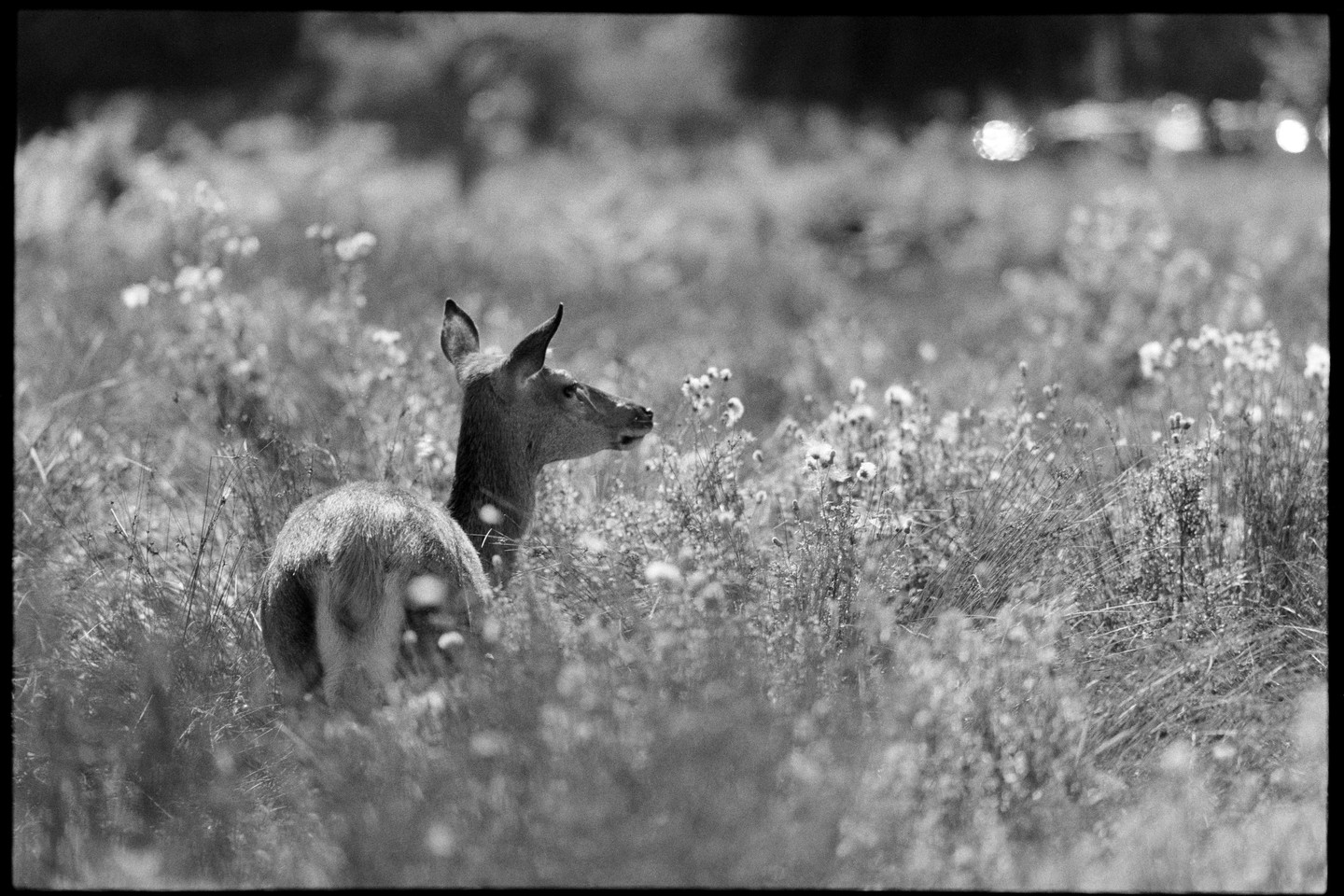 A deer stands in a field of tall grass and wildflowers.