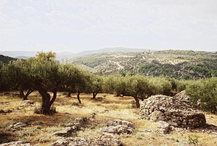 An olive field with a stone wall and hills in the background is visible under a bright sky.