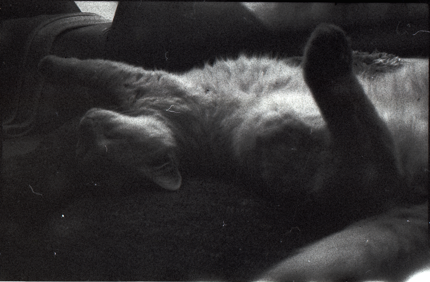 A cat is lying on its back with its paws in the air.
