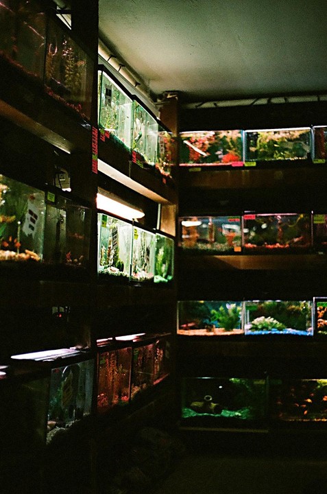 Multiple fish tanks are stacked on shelves in a dimly lit store.