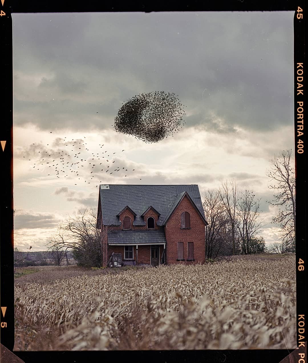 A large flock of birds forms a murmuration above an abandoned brick house in a field.