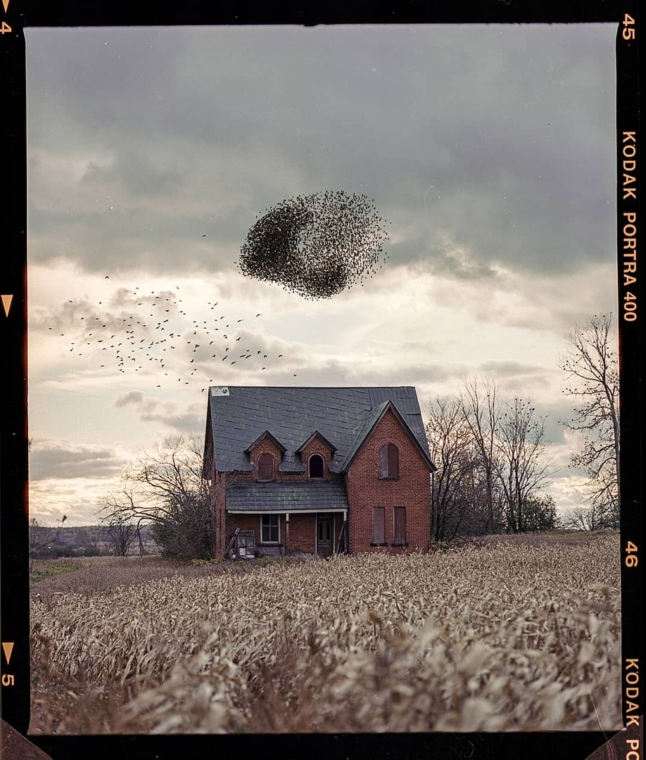 Murmuration [Mamiya RB67, 180mm, Portra 400], shot on MAMIYA RB67
