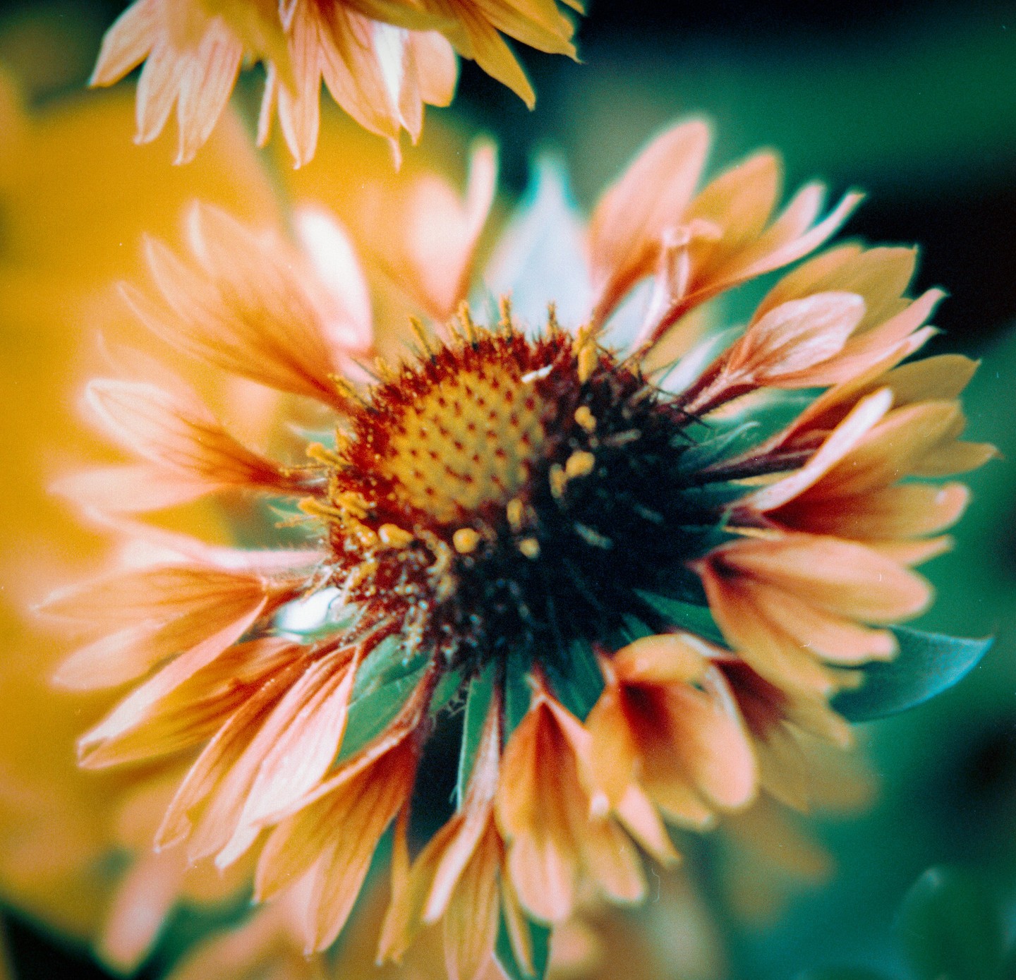 A close-up shot shows the intricate details of a flower with orange petals and a dark center.