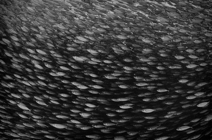 A large school of fish swims together in the ocean.